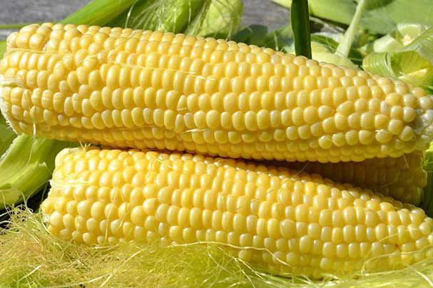 Những lợi ích bất ngờ của bắp ngô với sức khỏe con người