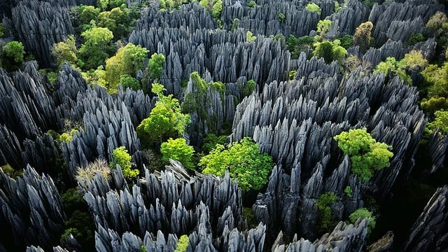 Rừng Tsingy toàn là những tảng đá vôi nhọn nhô lên từ mắt đất cao tới 70 mét trong không khí. (Ảnh: Discovery)
