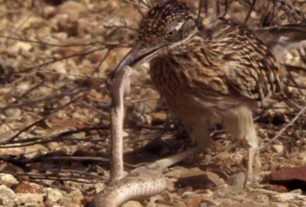 Clip: Gà lôi đuôi dài hạ gục rắn chuông sau cuộc chiến kịch tính