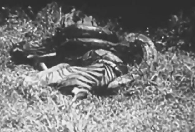 Clip: Hổ dữ chết thảm trước trăn khổng lồ