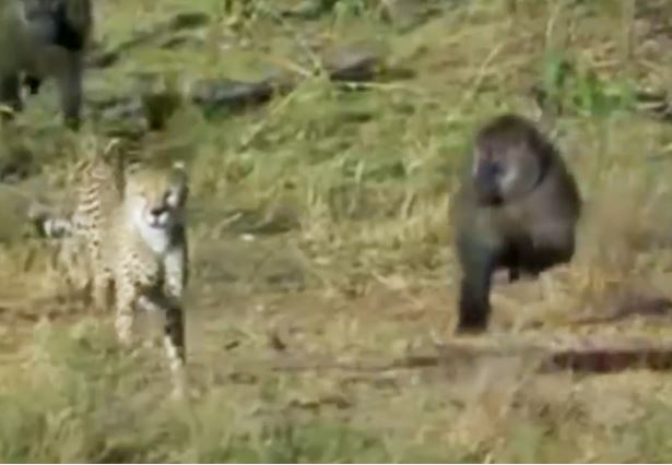 Clip: Khỉ đầu chó tấn công báo săn, cứu sống linh dương Impala
