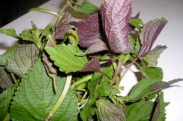 Tác dụng quý giá của lá tía tô, nhiều người vẫn không biết tận dụng