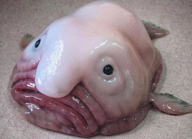 Cá giọt nước - “loài động vật xấu nhất thế giới" bị hiểu nhầm về hình dạng kỳ dị suốt bao năm