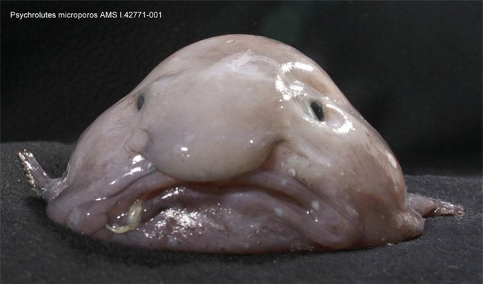 Câu chuyện của cá giọt nước - “loài động vật xấu nhất thế giới&quot; bị hiểu nhầm về hình dạng kỳ dị suốt bao năm   - Ảnh 6.