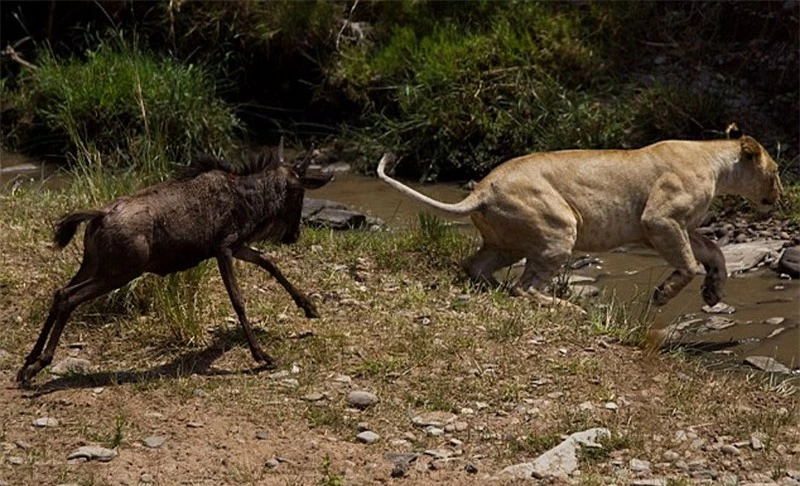 Được biết, cảnh tượng này do các du khách tình cờ ghi lại được khi đang tham quan bờ sông Talek ở vườn quốc gia Masai Mara thuộc Kenya. Trước đó, con sư tử cái đã “đơn thương độc mã” săn chú linh dương đầu bò khoảng 6 tháng tuổi.