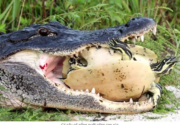 Clip: Bắt được rùa, cá sấu vẫn bất lực trong việc xử lý