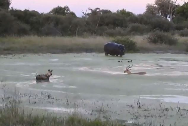 Clip: Linh dương Impala bị hà mã và chó hoang “trên búa dưới đe”