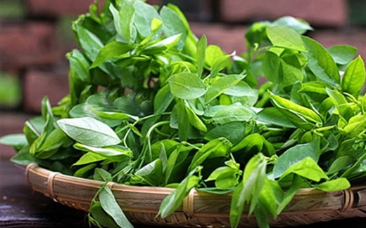 Những người này còn ăn rau ngót coi chừng nguy hiểm