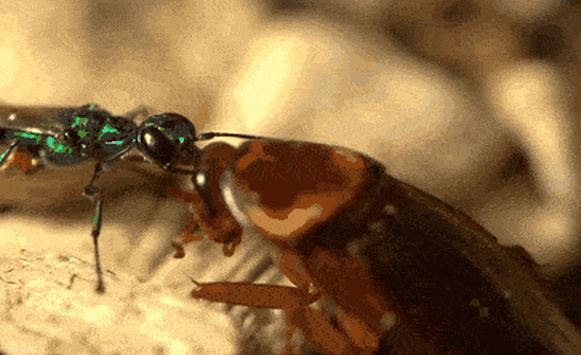 Bậc thầy thao túng, sinh vật bé nhỏ có khả năng thôi miên con mồi