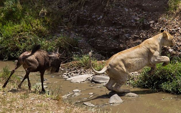 Sư tử bị linh dương đầu bò con đuổi chạy trối chết