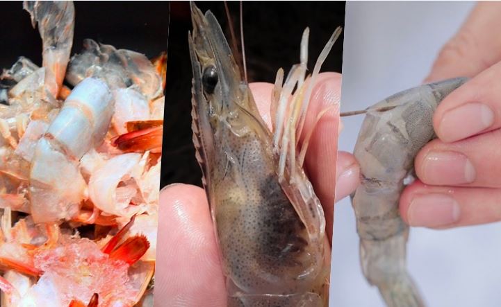 3 phần của con tôm ăn vào lợi đâu không thấy, chỉ có hại người