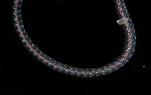 Vẻ đẹp ấn tượng của 5 loài vật có thân hình trong suốt ít ai tin chúng tồn tại