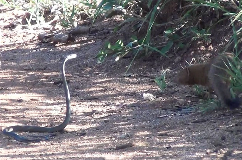 Rắn mamba đen và cầy Mangut đối đầu nhau.