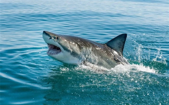 Phát hiện thú vị: bơi mỏi rồi, cá mập chuyển sang “đi bộ” dưới đáy biển - Ảnh 2.