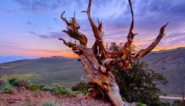 Điểm mặt 5 cây cổ thụ có tuổi thọ lâu đời nhất trên thế giới