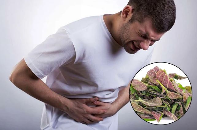 Ai đau dạ dày, bị HP cứ lấy nắm lá mơ lông làm theo cách này: Vài ngày sau thấy kết quả bất ngờ