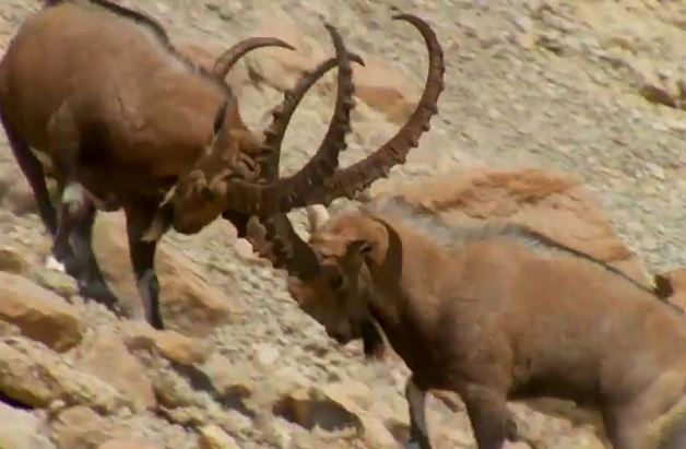 Clip: Đại chiến giành quyền giao phối của dê núi Alps