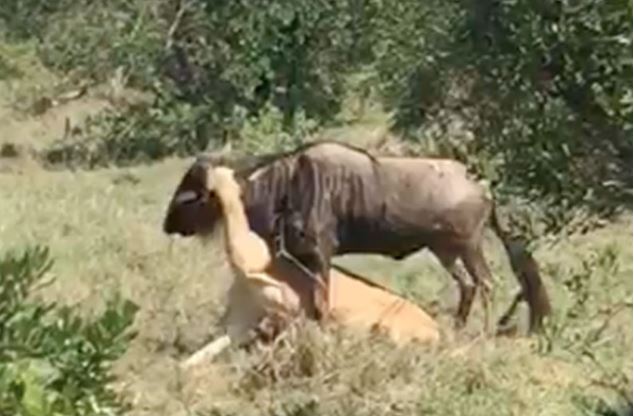 Clip: Linh dương đầu bò nỗ lực giành sự sống trước hàm sư tử