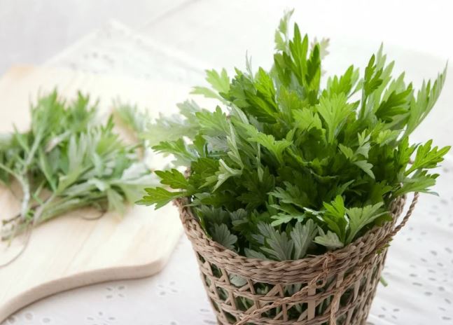 Bác sĩ chỉ 2 cách dùng ngải cứu giảm đau lưng, vai gáy và đau xương khớp: Không tận dụng thật phí