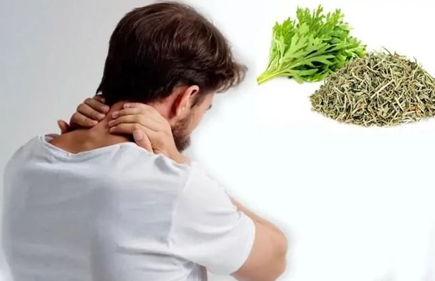 Đau mỏi vai gáy lâu năm, lấy 1 nắm ngải cứu làm theo cách này: Giảm đau nhanh, nhiều người áp dụng thành công
