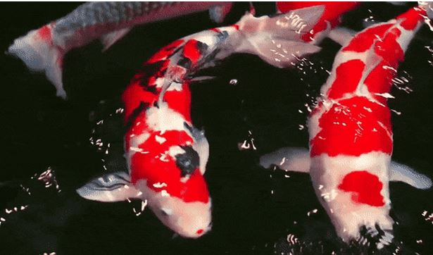 5 loài động vật có tuổi thọ trăm năm của thế giới tự nhiên