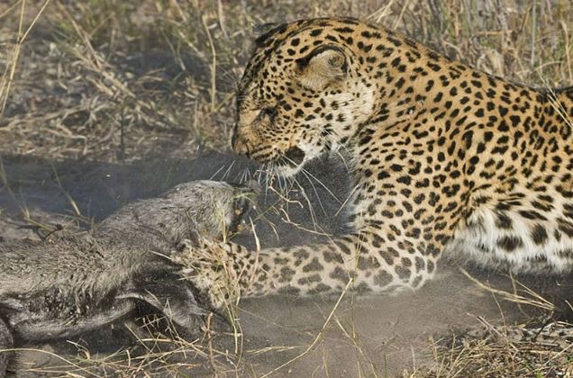 Clip: Lửng mật ác chiến giành sự sống trước báo hoa mai