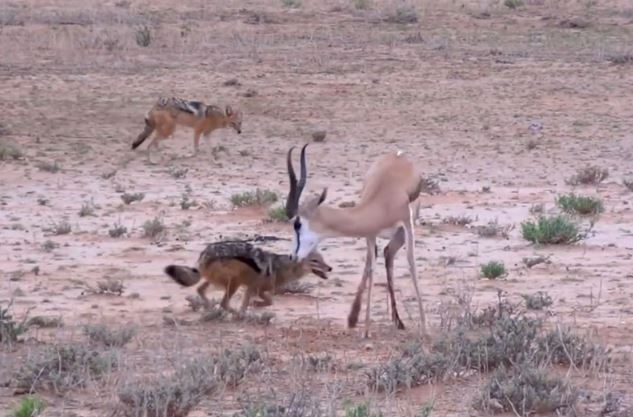 Clip: Chó rừng hạ sát linh dương Impala