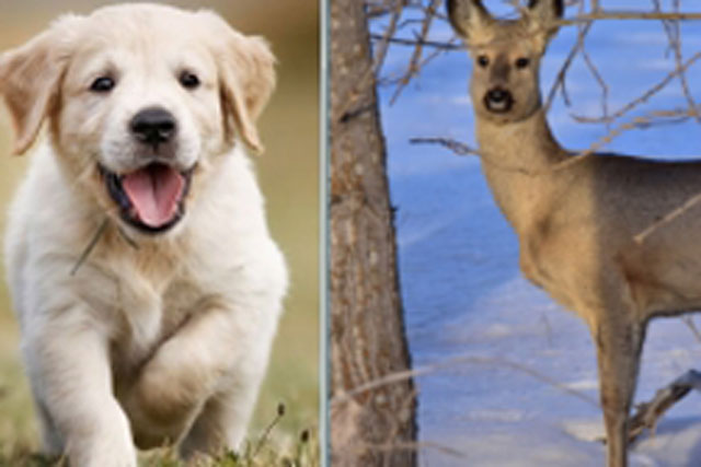 Chó cưng đi dạo, dắt về nhà một 'thần thú phương Đông'