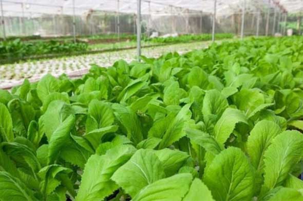 5 cách phân biệt rau sạch, rau bẩn cực kỳ đơn giản