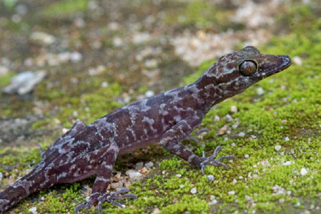 Phát hiện loài tắc kè hiếm gặp ở Việt Nam