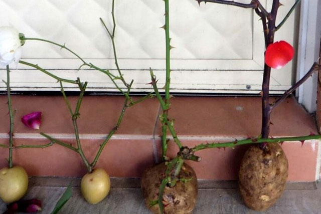 Khoai tây mọc mầm đừng vội vứt đi, giữ lại đem đến nhiều lợi ích