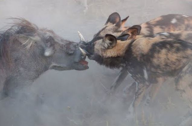 Clip: Trốn kỹ trong hang, lợn bướu vẫn bị chó hoang lôi ra xé xác