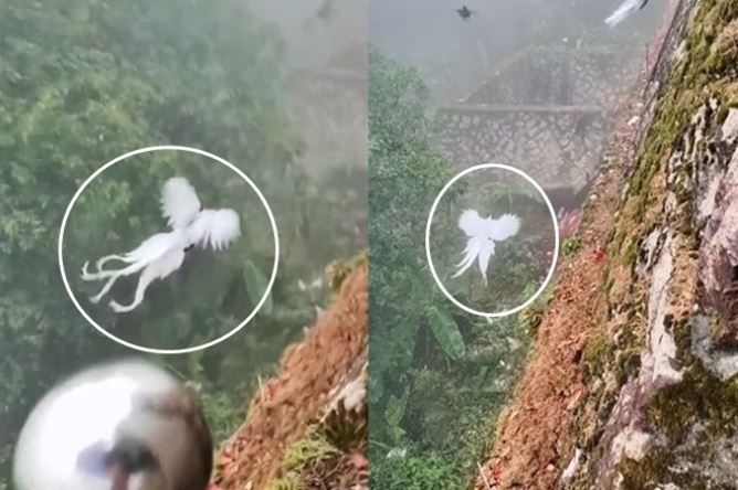 'Phượng hoàng trắng trong truyền thuyết' xuất hiện khiến dân mạng dậy sóng