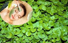 Săn phẳng sẹo lồi bằng rau má đơn giản mà hiệu quả