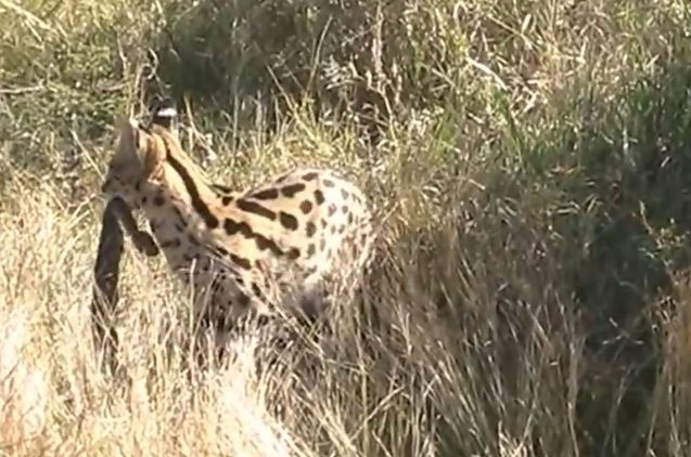 Clip: Linh miêu giết chết rắn độc khổng lồ