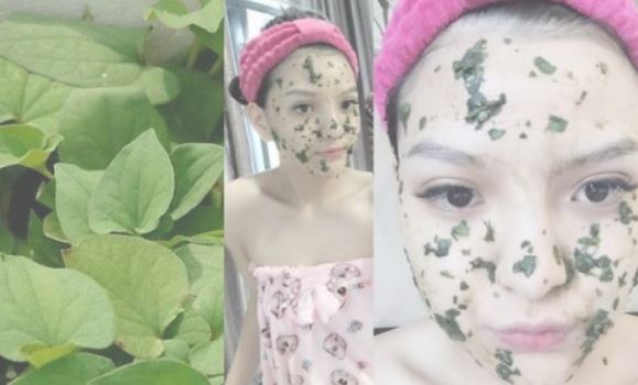 Sạch mụn cám trong vài ngày chỉ với rau diếp cá