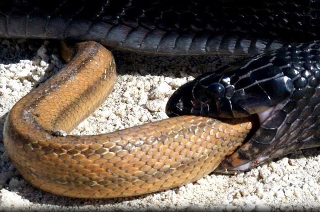 Clip: Rắn Indigo nuốt sống rắn chuột trong chớp mắt