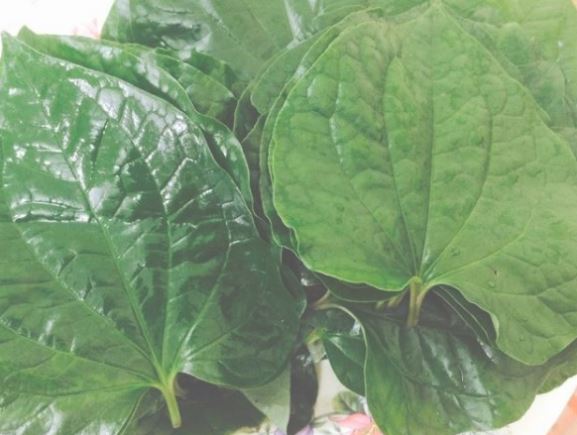 Chữa đau răng, sâu răng cực nhanh chỉ bằng cách sử dụng lá lốt