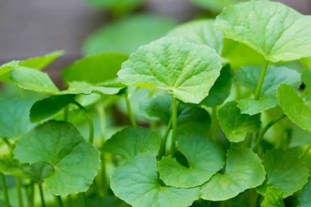 Cách uống nước rau má giải nhiệt, làm trắng da, trị mụn