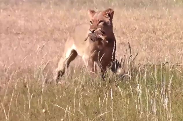 Clip: Sư tử tàn sát bầy đà điểu con