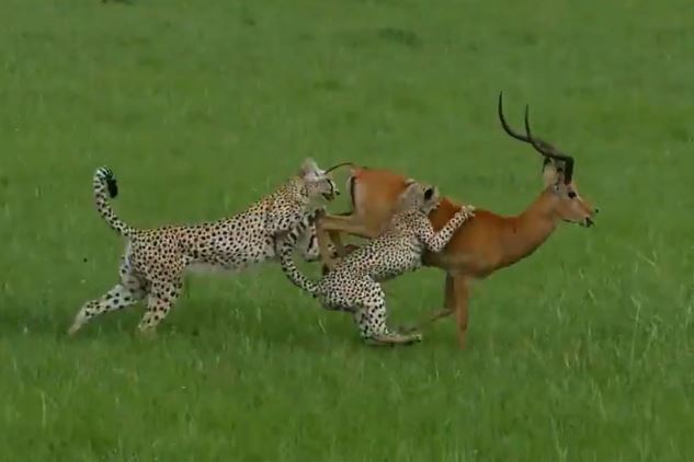 Clip: Báo săn mất ăn đáng tiếc vì quá khinh địch