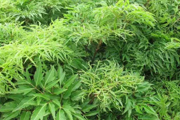 Ai rối loạn tiền đình, đau đầu, chóng mặt, mất ngủ: Hầm thứ này lên mỗi ngày ăn 1 bát để trị dứt điểm