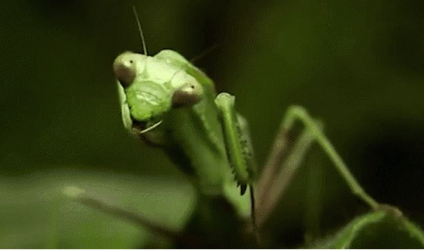 6 loài động vật kỳ lạ sẵn sàng “chết” để sinh sản