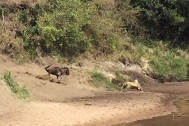 Clip: Sư tử bị linh dương đầu bò đuổi chạy thục mạng