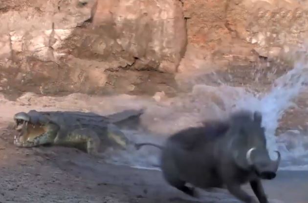 Clip: Lợn rừng và hươu thoát chết trong gang tấc trước hàm cá sấu