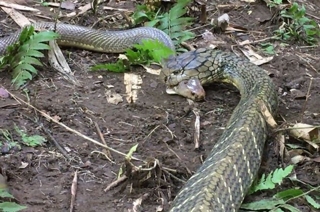 Clip: Hổ mang phun độc tử chiến trước hổ mang chúa