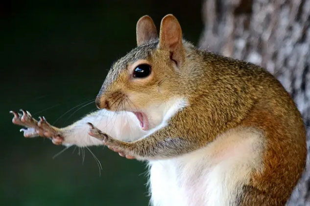 Ngắm nhìn những khoảnh khắc độc nhất vô nhị của các loài động vật