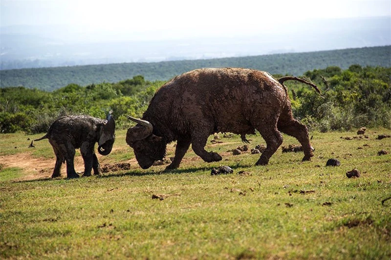 Theo tờ The Sun, cảnh tượng voi con bị trâu rừng húc văng xa hơn 3m kể trên do hướng dẫn viên tham quan động vật hoang dã Conrad Cramer tình cờ ghi lại được tại vườn quốc gia Addo Elephant ở Nam Phi.