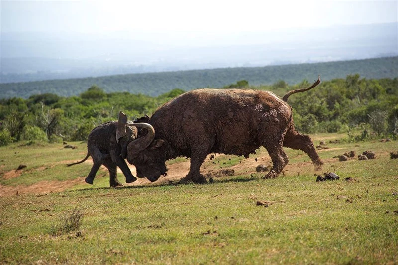 Trước đó, chú voi con đã cố gắng học theo hành động hăm dọa kẻ địch của những con voi trưởng thành khi lao lên đối đầu với con trâu rừng nặng gần 1 tấn. Thậm chí, nó còn mở rộng vành tai và giơ vòi lên nhằm làm đối thủ hoảng sợ.