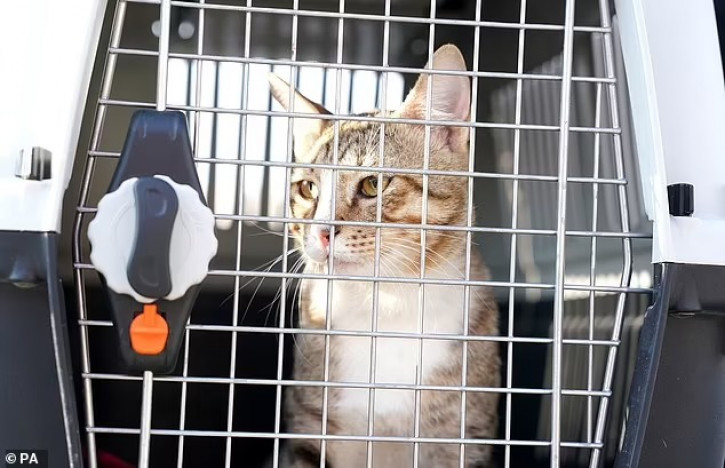 ĐT Anh mang mèo về nhà thay vì cúp vô địch World Cup 2022